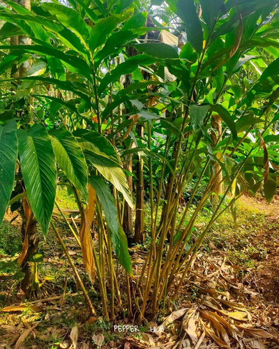 Cardamom plants.jpg