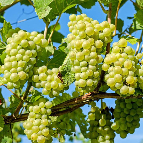 Niagara Grape Vine.jpg