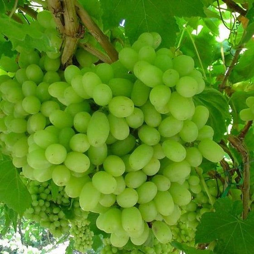 Thompson Seedless Grape Vine.jpg