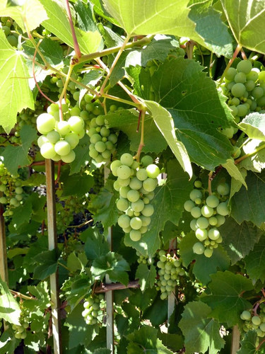 Free Images tree, grape, vine, vineyard, wine, fruit, flower, food, produce, agriculture, cultivatio.jpg