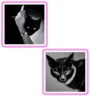 ezgif 7ecfad23cd60a8.png