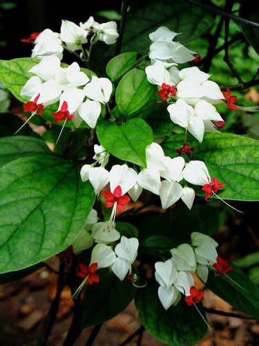 Bleeding Heart Vine (Clerodendrum thomasoniae).jpg