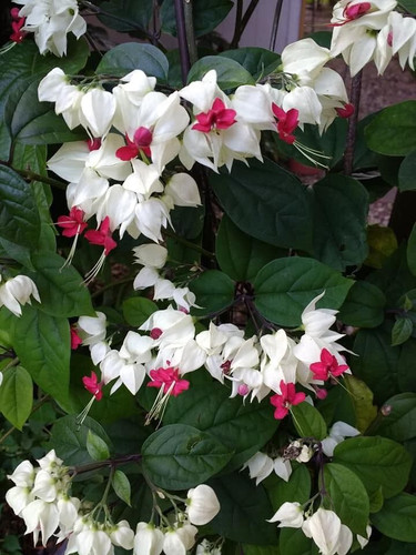 bleeding heart clerodendron.jpg