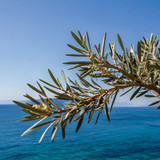 Leonardo Kino XL olive tree branches with a blue sea in the ba 0 (1)