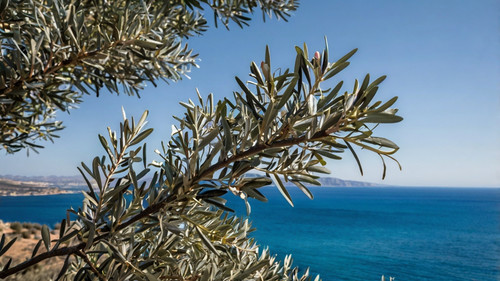 Leonardo Kino XL olive tree branches with a blue sea in the ba 2 (1).jpg