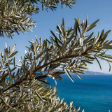 Leonardo Kino XL olive tree branches with a blue sea in the ba 2 (1)