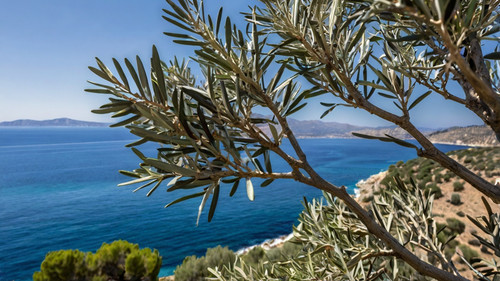 Leonardo Kino XL olive tree branches with a blue sea in the ba 2.jpg