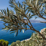 Leonardo Kino XL olive tree branches with a blue sea in the ba 2