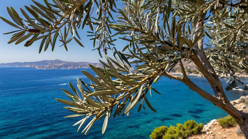 Leonardo Kino XL olive tree branches with a blue sea in the ba 1.jpg