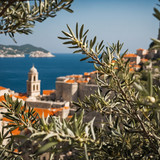 Leonardo Kino XL Olive tree branches in foreground soft focus 1