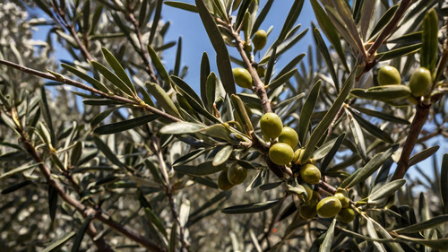 Leonardo Kino XL olive tree branches 3.jpg