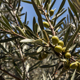 Leonardo Kino XL olive tree branches 3