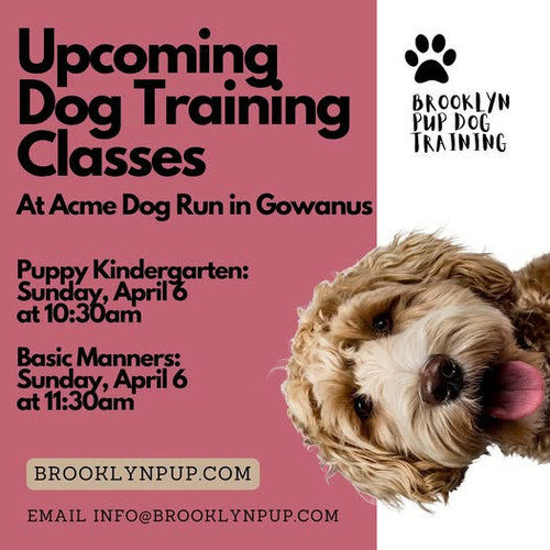 One on One Dog Training Classes Near Me.jpg