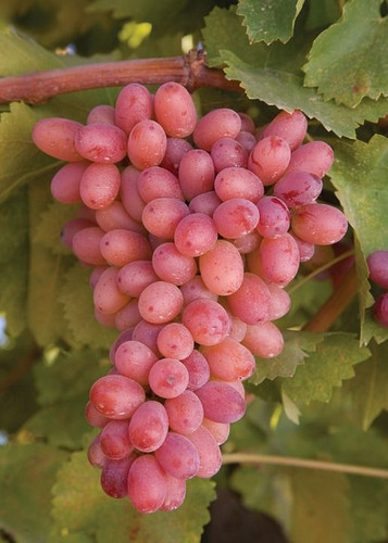 1,000+ Free Grapes+Grapevine & Grapevine Images.jpg