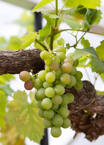 How to grow grapes.jpg