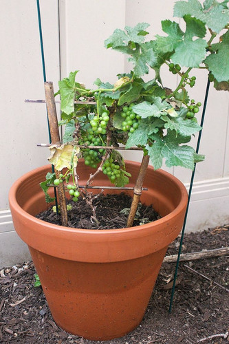 Brooklyn Backyard Reveal, Part 1.jpg