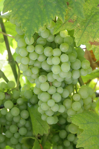 Remaily Grape, live potted seedless grape plant, 2 year old .jpg