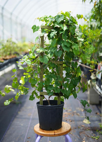 Grape 'Carlos' (Vitis rotundifolia 'Carlos').jpg