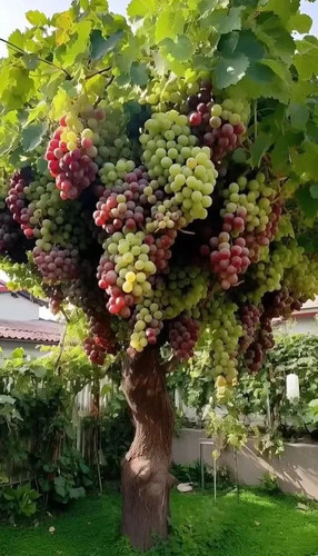 🎉Giant Grape Tree Seeds Thin Skinned, Large, and Seedless 🍇🌿🌿.jpg
