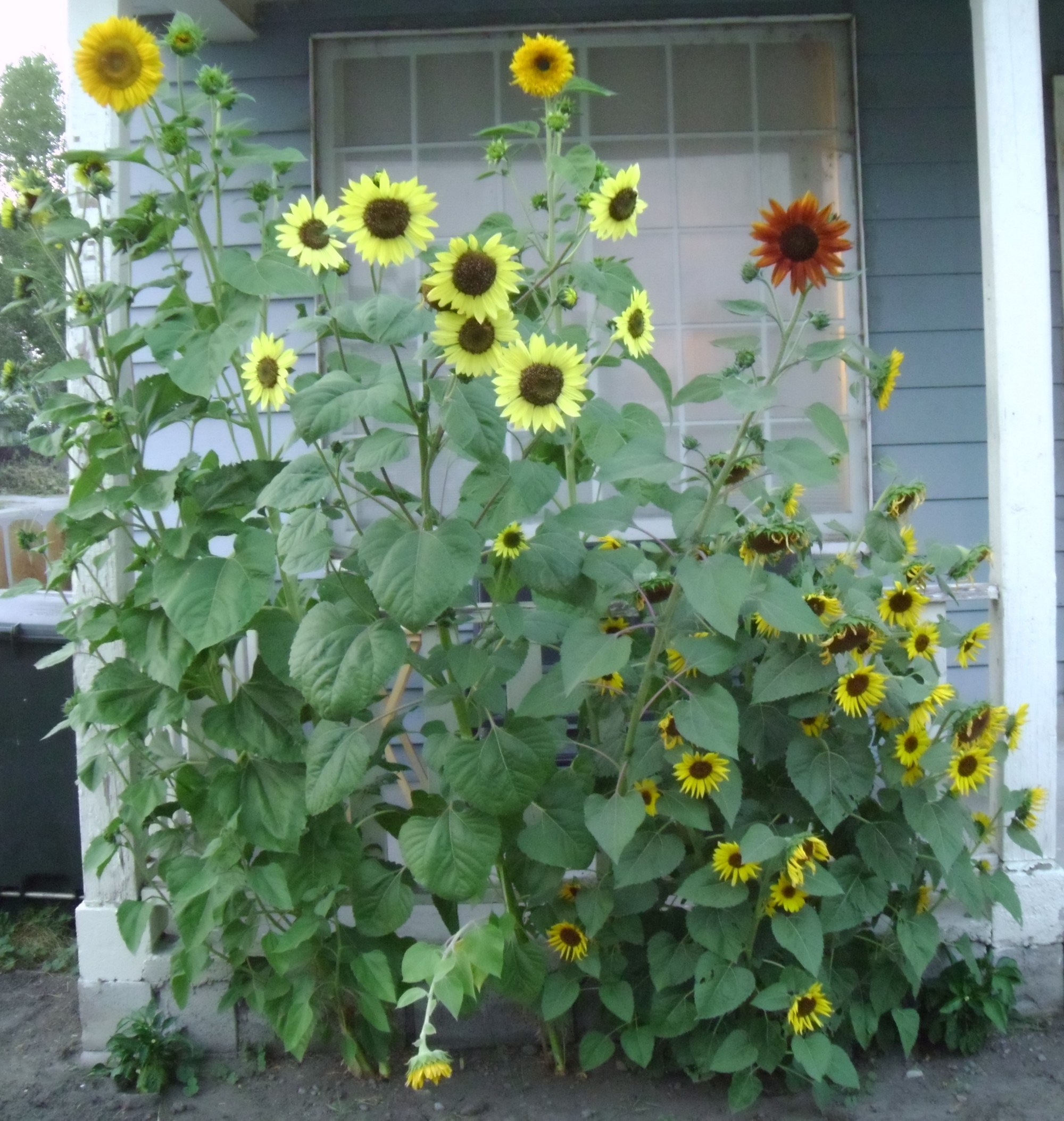 Sunflowers