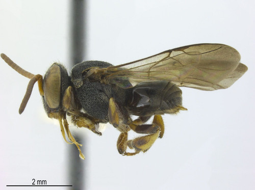 N testaceicornis Colecao Entomologica Prof. J.M.F. Camargo FFCLR USP 1536x1147.jpg