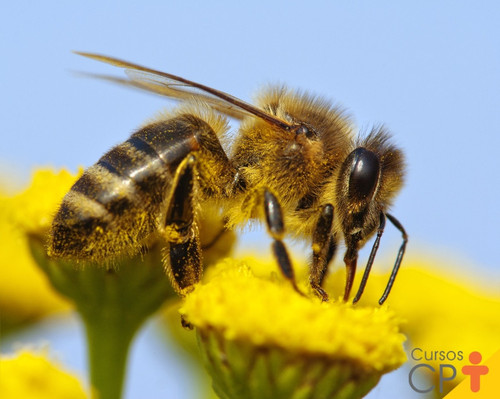 abelhas sem ferrao urucu amarela melipona rufiventris cpt.jpg