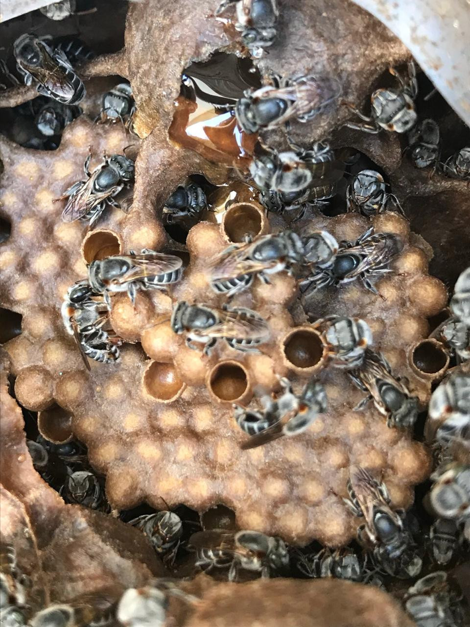 Ninho de Tiúba ou detalhe da abelha