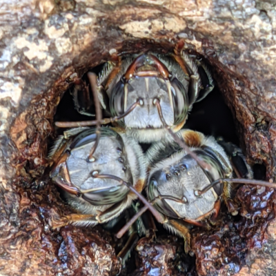 Tiúba polinizando flor robusta do Cerrado