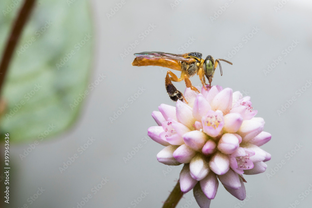 Jataí polinizando flor do Cerrado