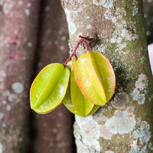 A vertical shot of carambola fruits on a tree trunk.jpg