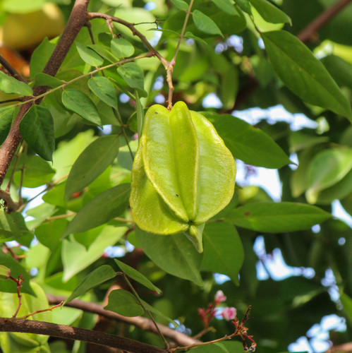 vecteezy star fruit in the middle of lush leaves 46648863.jpg