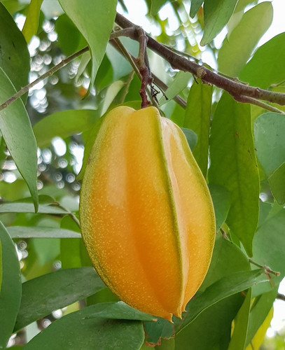 carambola 3233390 1920.jpg