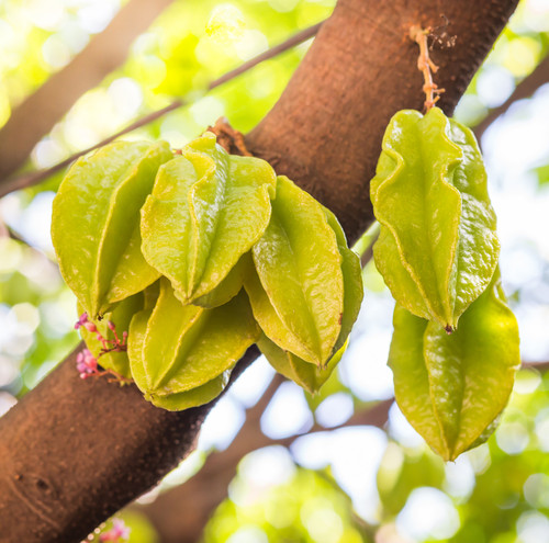 Vivid star apple fruit on tree is famous in thailand. Select focus.jpg