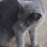 SONY DSC