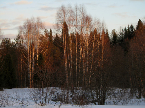IMG 0323 1.jpg