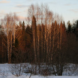 IMG 0323 1