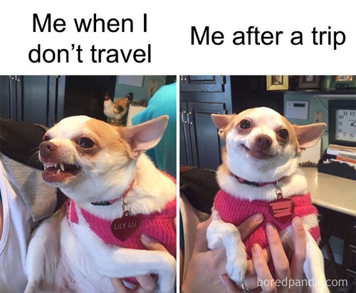 funny travel memes 226 5c92599fa49dc 700.jpg