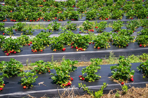 pexels nc farm bureau mark 12003830.jpg