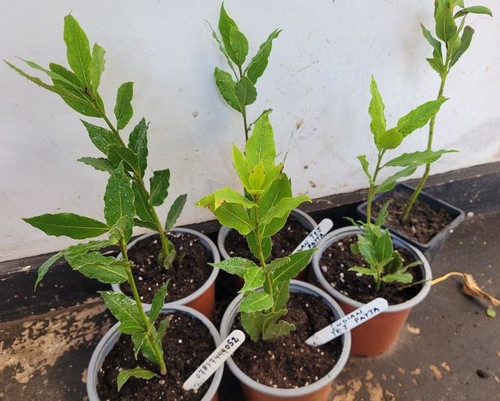 INDIAN TEJ PATTA ,BAY LEAF , AROMA SPICE PLANT IN 1 LTR POT.jpg