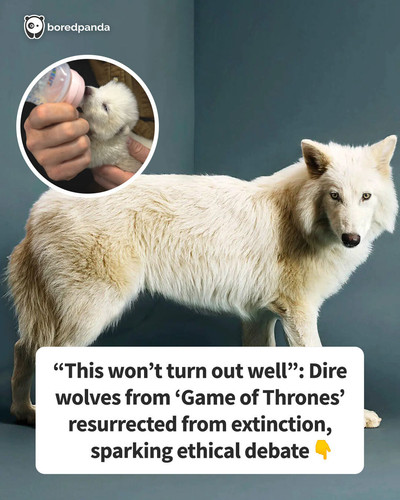 img direwolf 5.jpg