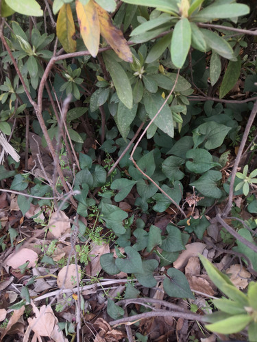 IMG 20250408 174223.jpg