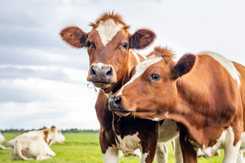 resized cows 345x229.png