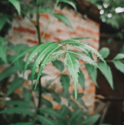 sourajit hazra NK34xFdLyXY unsplash.jpg