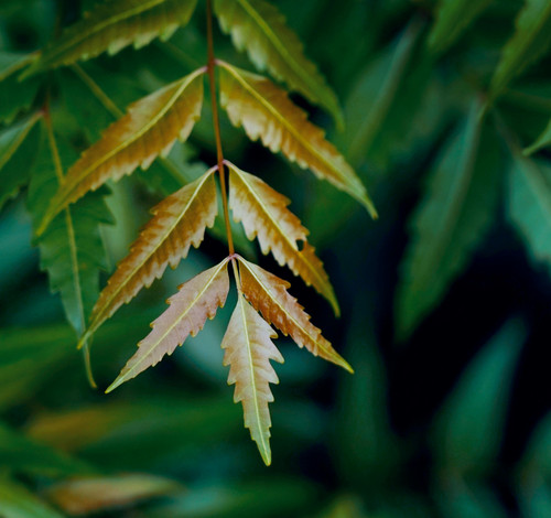 pexels ankit rainloure 1425442 28511113.jpg