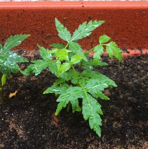 Neem plants .jpg