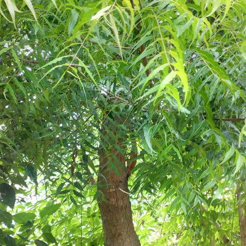 Interesting Facts About the Neem Tree Description and Uses.jpg