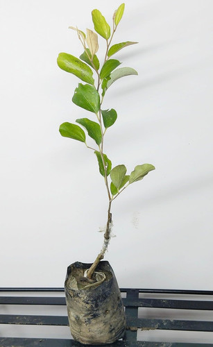 71NeYhskwVL. SL1500 .jpg