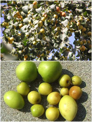 Boroi (বরই, কুল ফল), Kul Jujube, Chinese date Fruits Ziziphus Mauritiana.jpg