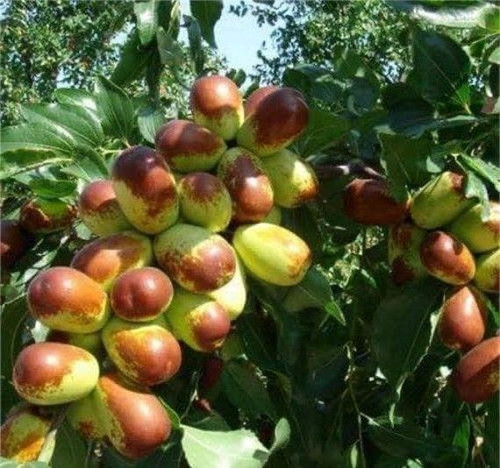 Jujube Ziziphus jujuba Fruit Tree 50 Seeds.jpg