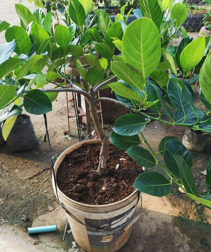 jack fruit growing in container.jpg